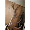Image 6 : Massive XXL 15-Point ELK Shoulder Mount