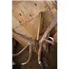 Image 7 : Massive XXL 15-Point ELK Shoulder Mount