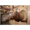 Image 8 : Massive XXL 15-Point ELK Shoulder Mount