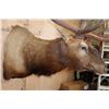 Image 9 : Massive XXL 15-Point ELK Shoulder Mount