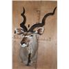 Image 2 : KUDU Shoulder Mount