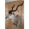 Image 3 : KUDU Shoulder Mount