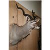 Image 4 : KUDU Shoulder Mount