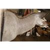 Image 5 : KUDU Shoulder Mount