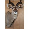 Image 6 : KUDU Shoulder Mount
