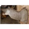 Image 7 : KUDU Shoulder Mount