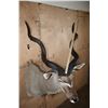 Image 8 : KUDU Shoulder Mount