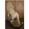 Image 10 : *TEXAS RESIDENTS ONLY* XL Life-sized WHITE LION with a Huge Mane