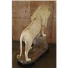Image 11 : *TEXAS RESIDENTS ONLY* XL Life-sized WHITE LION with a Huge Mane