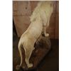 Image 12 : *TEXAS RESIDENTS ONLY* XL Life-sized WHITE LION with a Huge Mane