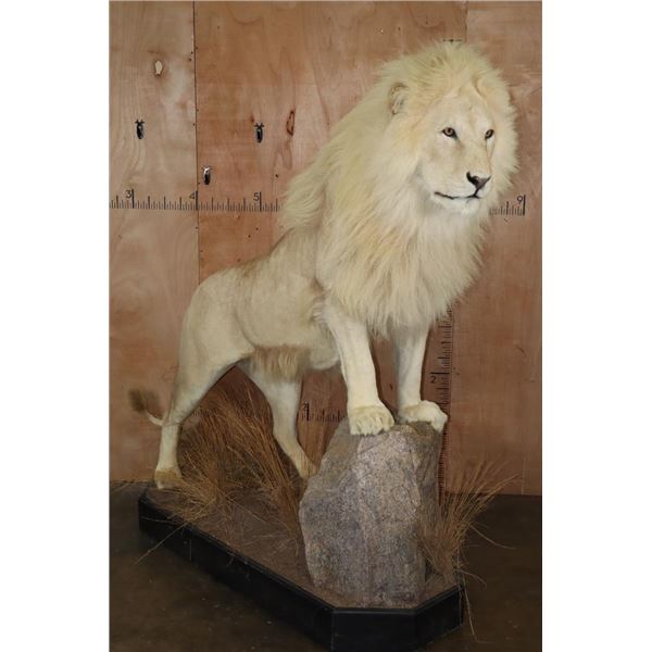 *TEXAS RESIDENTS ONLY* XL Life-sized WHITE LION with a Huge Mane