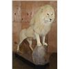 Image 1 : *TEXAS RESIDENTS ONLY* XL Life-sized WHITE LION with a Huge Mane