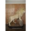 Image 2 : *TEXAS RESIDENTS ONLY* XL Life-sized WHITE LION with a Huge Mane