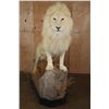Image 3 : *TEXAS RESIDENTS ONLY* XL Life-sized WHITE LION with a Huge Mane