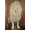 Image 4 : *TEXAS RESIDENTS ONLY* XL Life-sized WHITE LION with a Huge Mane
