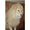 Image 5 : *TEXAS RESIDENTS ONLY* XL Life-sized WHITE LION with a Huge Mane
