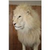 Image 6 : *TEXAS RESIDENTS ONLY* XL Life-sized WHITE LION with a Huge Mane