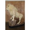Image 7 : *TEXAS RESIDENTS ONLY* XL Life-sized WHITE LION with a Huge Mane