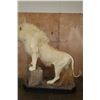 Image 8 : *TEXAS RESIDENTS ONLY* XL Life-sized WHITE LION with a Huge Mane