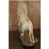 Image 9 : *TEXAS RESIDENTS ONLY* XL Life-sized WHITE LION with a Huge Mane