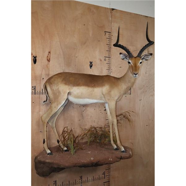 Life-sized IMPALA on a Decorative Wall Hanging Base