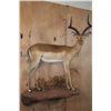 Image 1 : Life-sized IMPALA on a Decorative Wall Hanging Base
