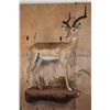 Image 2 : Life-sized IMPALA on a Decorative Wall Hanging Base