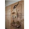 Image 3 : Life-sized IMPALA on a Decorative Wall Hanging Base