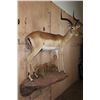 Image 4 : Life-sized IMPALA on a Decorative Wall Hanging Base
