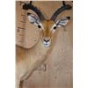 Image 5 : Life-sized IMPALA on a Decorative Wall Hanging Base