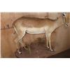 Image 6 : Life-sized IMPALA on a Decorative Wall Hanging Base
