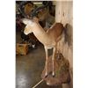 Image 7 : Life-sized IMPALA on a Decorative Wall Hanging Base