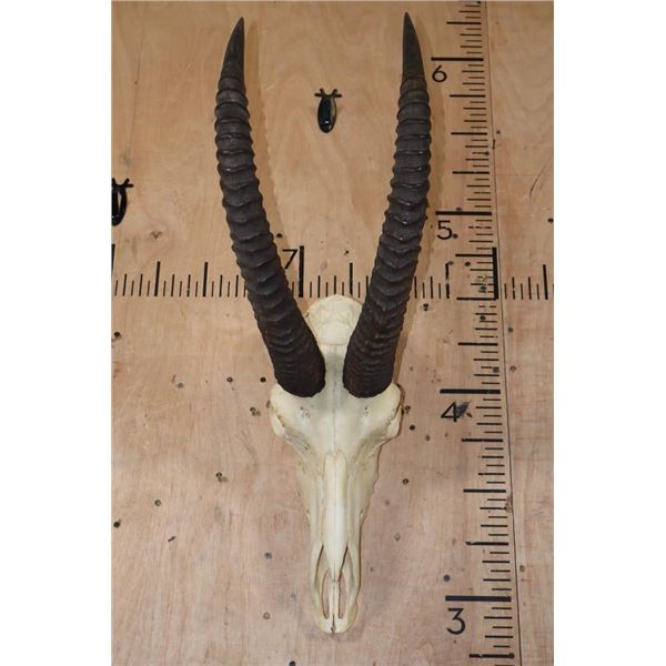 Big Trophy Sized ROAN Skull with Removable Horns