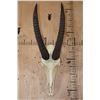Image 1 : Big Trophy Sized ROAN Skull with Removable Horns