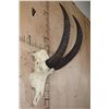 Image 2 : Big Trophy Sized ROAN Skull with Removable Horns