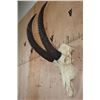 Image 3 : Big Trophy Sized ROAN Skull with Removable Horns