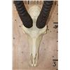 Image 4 : Big Trophy Sized ROAN Skull with Removable Horns