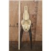 Image 5 : Big Trophy Sized ROAN Skull with Removable Horns