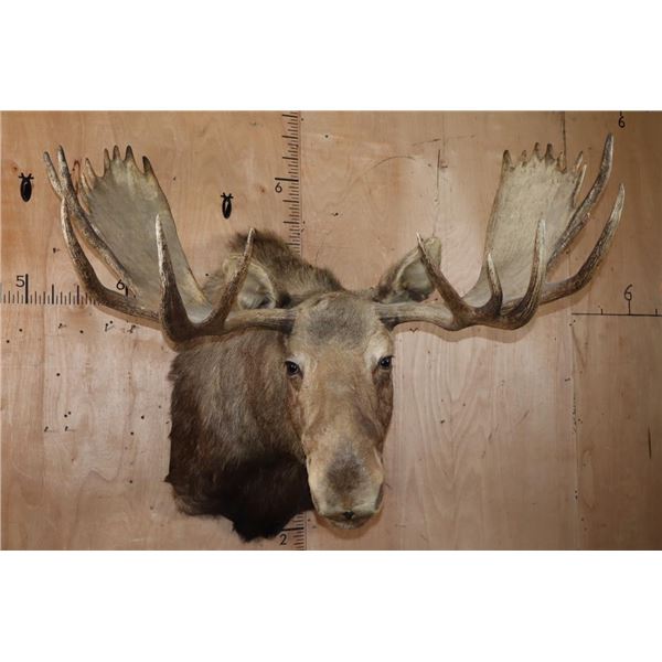 XL 25-Point MOOSE Shoulder Mount