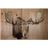 Image 1 : XL 25-Point MOOSE Shoulder Mount