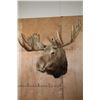 Image 2 : XL 25-Point MOOSE Shoulder Mount