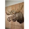 Image 3 : XL 25-Point MOOSE Shoulder Mount