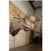 Image 4 : XL 25-Point MOOSE Shoulder Mount