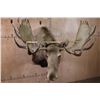 Image 5 : XL 25-Point MOOSE Shoulder Mount