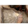 Image 6 : XL 25-Point MOOSE Shoulder Mount