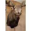 Image 7 : XL 25-Point MOOSE Shoulder Mount