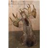 Image 8 : XL 25-Point MOOSE Shoulder Mount