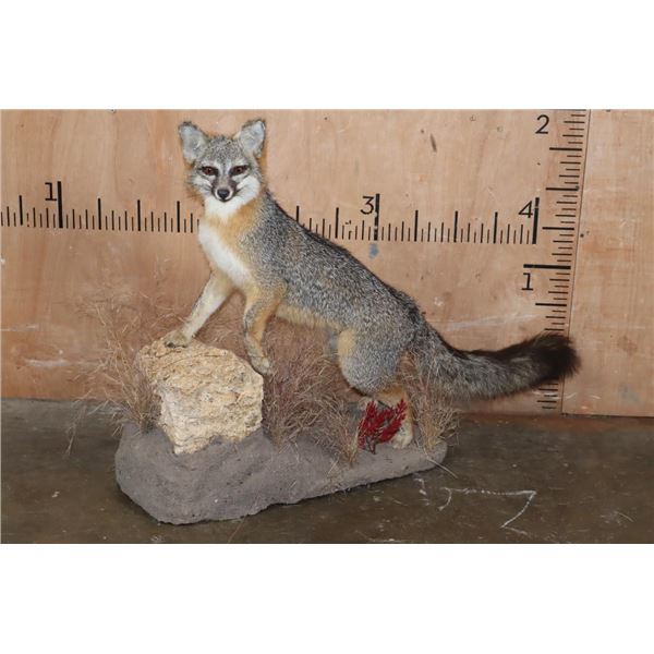 Life-sized GREY FOX on a Decorative Stationary Base