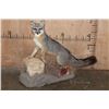 Image 1 : Life-sized GREY FOX on a Decorative Stationary Base