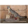 Image 2 : Life-sized GREY FOX on a Decorative Stationary Base